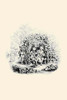Illustration from the story Reynard the Fox. Poster Print by Anthony Hochstein - Item # VARBLL058732631x