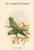 Palaeornis Calthropae - Mrs. Layard's Parakeet Poster Print by John  Gould - Item # VARBLL0587318929