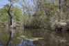 A canoe trip up the Mobile Delta which consists of approximately 20,323 acres of water just north of Mobile Bay, Alabama; Poster Print by Carol Highsmith - Item # VARBLL0587558881