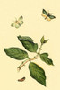 Surinam Butterflies, Moths & Caterpillars Poster Print by Jan Sepp - Item # VARBLL0587309628