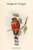 Trogon Hodgsonii - Hodgson's Trogon Poster Print by John  Gould - Item # VARBLL0587318600