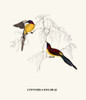 Cinnyris Gouldiae-A Century of Birds from the Himalaya Mountains-John Gould & Wm. Hart Poster Print by John Gould - Item # VARBLL0587393009