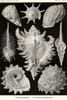 The highest division, or subclass, of gastropod mollusks, including those that have the gills situated anteriorly, or forward of the heart, and the sexes separate. Poster Print by Ernst  Haekel - Item # VARBLL058764607L