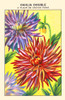 Cactus Dahlia Poster Print by unknown - Item # VARBLL0587409479