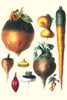 Illustration from a famous French seed catalog and the vegetables that can be grown. Poster Print by Philippe-Victoire Lev_que  de Vilmorin - Item # VARBLL0587285400