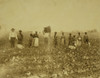 African American men, women, and children standing in a cotton field, some holding baskets containing cotton Poster Print - Item # VARBLL0587633697