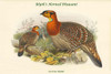Ceriornis Blythii - Blyth'd Horned Pheasant Poster Print by John  Gould - Item # VARBLL0587319437