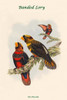 Eos Fuscata - Banded Lory Poster Print by John  Gould - Item # VARBLL0587317922