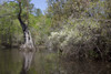 A canoe trip up the Mobile Delta which consists of approximately 20,323 acres of water just north of Mobile Bay, Alabama; Poster Print by Carol Highsmith - Item # VARBLL058755889x