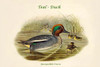 Querquedula Crecca - Teal - Duck Poster Print by John  Gould - Item # VARBLL0587319984