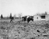 Ox Pulling a Plow Poster Print - Item # VARBLL058756545L