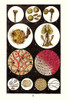 Microscopic views of plants and beetles Poster Print by James  Sowerby - Item # VARBLL058718736L