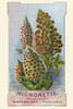 Victorian trade card for a seed company, D.M. Ferry & co., showing the "actual" flowers you can grow. Poster Print by unknown - Item # VARBLL0587391189