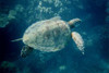 An underwater picture of the green turtle as it hunts for jellyfish. Poster Print by Jason Pierce - Item # VARBLL0587211008