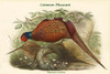 Phasianus Cochicus - Common Pheasant Poster Print by John  Gould - Item # VARBLL0587319321