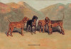 Group picture of Four bloodhounds. Poster Print by T. Ivester Llyod - Item # VARBLL0587047402