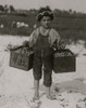 Salvin Nocito, 5 years old, carries 2 pecks of cranberries for long distance to the "bushel-man." Whites Bog, Browns Mills, N.J. Poster Print - Item # VARBLL058755269L