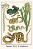 Compositae, Serpentes, Aves Poster Print by Albertus  Seba - Item # VARBLL0587297417