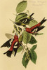 Hand-colored aquatint engraving by R. Havell from the first edition of The Birds of America. Poster Print by John James  Audubon - Item # VARBLL058764704L