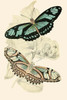 European Butterflies & Moths Poster Print by James  Duncan - Item # VARBLL0587322918