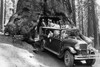 Bus of tourists travel through the Wawona giant tree. Poster Print by unknown - Item # VARBLL0587336587