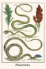 Serpentes, Chrysopelea,  Ambon, Indonesia Poster Print by Albertus  Seba - Item # VARBLL058729745x