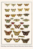 Nymphalidae, Amathusia phidippus, Papilionidae, Papilio memnon, Lycaenidae, Pseudolycaena marsyas, Satyridae, Junonia orithya Poster Print by Albertus  Seba - Item # VARBLL0587298553