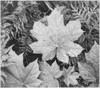 of leaves from directly above "In Glacier National Park" Montana. 1933 - 1942 Poster Print by Ansel Adams - Item # VARBLL0587400498