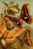 Moths, Caterpillars & Larvae Poster Print by F.W.  Kuhnert - Item # VARBLL058716560L
