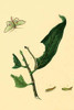 Surinam Butterflies, Moths & Caterpillars Poster Print by Jan Sepp - Item # VARBLL058730913x