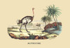 The Ostrich, a fast flightless bird. Poster Print by E. F. Noel - Item # VARBLL0587089024