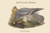 Circus Cineraceus - Ash-Colored Harrier Poster Print by John  Gould - Item # VARBLL0587313862