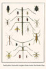 Phasmatodea, Mantodea, Cerambycidae, Coleoptera, Hydrophilidae, Heteroptera Poster Print by Albertus  Seba - Item # VARBLL0587299088