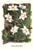 The Vanilla Orchid, Vanilla phalaenopsis, Madagascar, Vanilla Orchid Poster Print by Louis Benoit  Van Houtte - Item # VARBLL058712975L