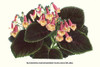Eucodonia naegelioides nana multiflora, Gesneriad, achimenes Poster Print by Louis Benoit  Van Houtte - Item # VARBLL058712981L