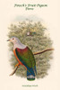 Carpophaga Finschi - Finsch's Fruit-Pigeon - Dove Poster Print by John  Gould - Item # VARBLL0587319658