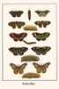 Lexias, Junonia, Nymphalidae, orithya, Saturniidae, Rothchildia prionia Poster Print by Albertus  Seba - Item # VARBLL0587298669