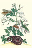 Jasmininium grandiflorum, corallus hortulanus & Erinnyis ello Poster Print by Maria Sibylla  Merian - Item # VARBLL0587287632