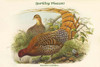 Phasianus Scintillans - Sparkling Pheasant Poster Print by John  Gould - Item # VARBLL0587319356 Phasianus Scintillans - Sparkling Pheasant Poster Print by John  Gould - Item # VARBLL0587319356