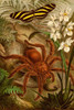 Tarantula - Bird Eating Spider Poster Print by F.W.  Kuhnert - Item # VARBLL058716570L