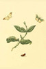Surinam Butterflies, Moths & Caterpillars Poster Print by Jan Sepp - Item # VARBLL0587309857