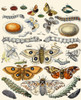 Butterflies Poster Print by Berge - Item # VARBLL0587395214