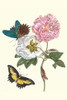 Hibiscus mutabilis & Heraclides androgeus Poster Print by Maria Sibylla  Merian - Item # VARBLL0587287489