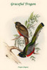 Trogon Elegans - Graceful Trogon Poster Print by John  Gould - Item # VARBLL0587318295