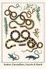 Serpentes, Lepidoptera, Sauria, Squamata, Ericaceae Poster Print by Albertus  Seba