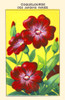 Garden Coquelourde or Pasque flower Poster Print by unknown - Item # VARBLL0587409576