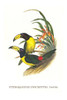 Pteroglossus inscriptus inscruptus Poster Print by John  Gould - Item # VARBLL0587292385