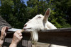 Goats in Rural Alabama Poster Print