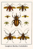 Cerambycidae, Scarabaeidae Poster Print by Albertus  Seba - Item # VARBLL0587299150