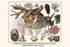 Cnidaria, Lophogorgia cerotophyta, Ellisella, Paramuricea clavata, Antipathes ulex, Caulerpa Poster Print by Albertus  Seba - Item # VARBLL0587298480